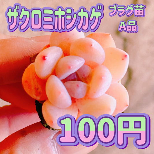 ザクロミホシカゲ　A品　プラグ苗