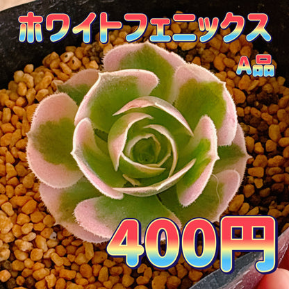 ホワイトフェニックス　A品　根付き苗