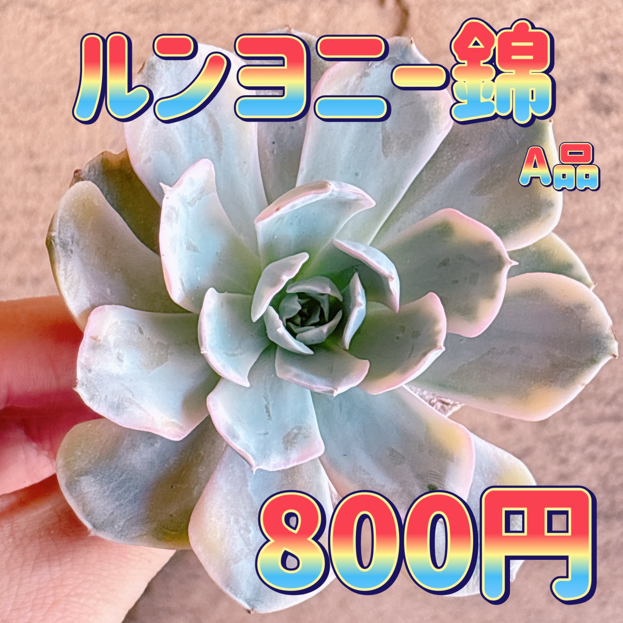 マルガンhy錦　希少　高級品　カット苗　多肉植物　匿名配送 ルンヨニー錦 A品 カット苗 – Bull Succulent