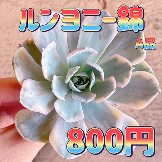 ルンヨニー錦　A品　カット苗