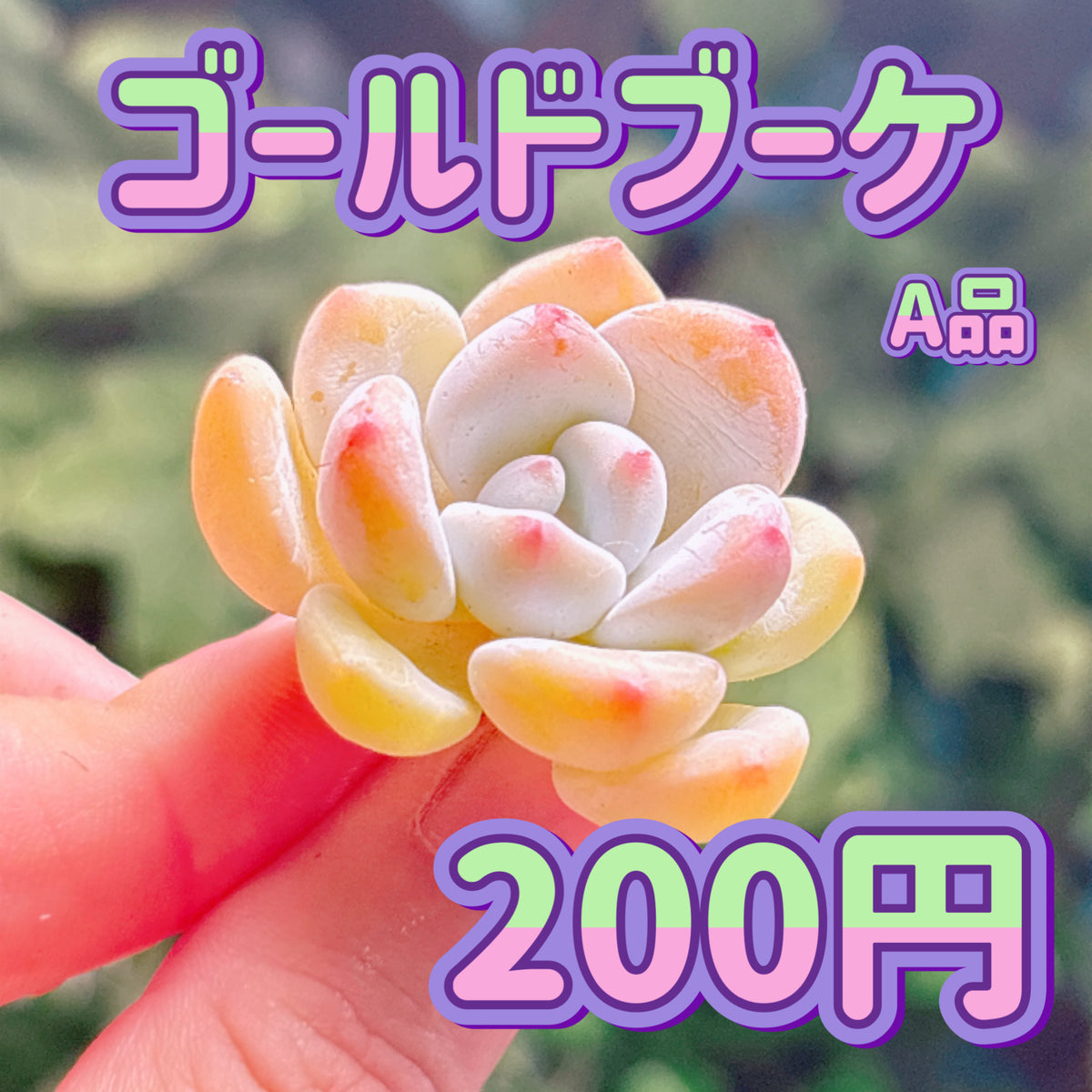 ゴールドブーケ　A品　カット苗