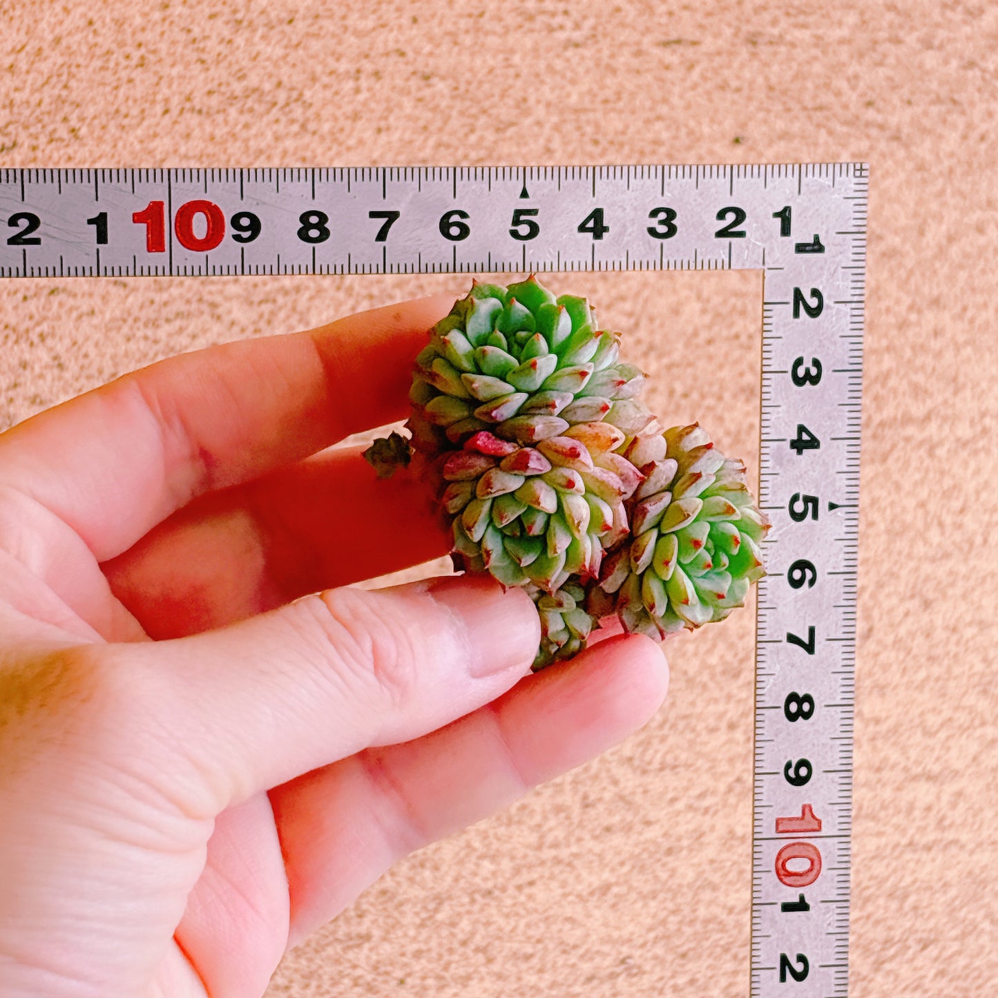 パンダフェイス群生　A品　カット苗