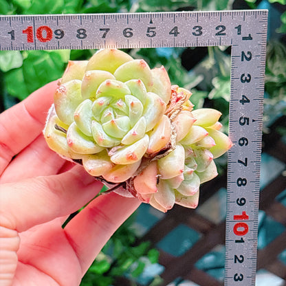 ホワイトラタム　A品　根付き苗