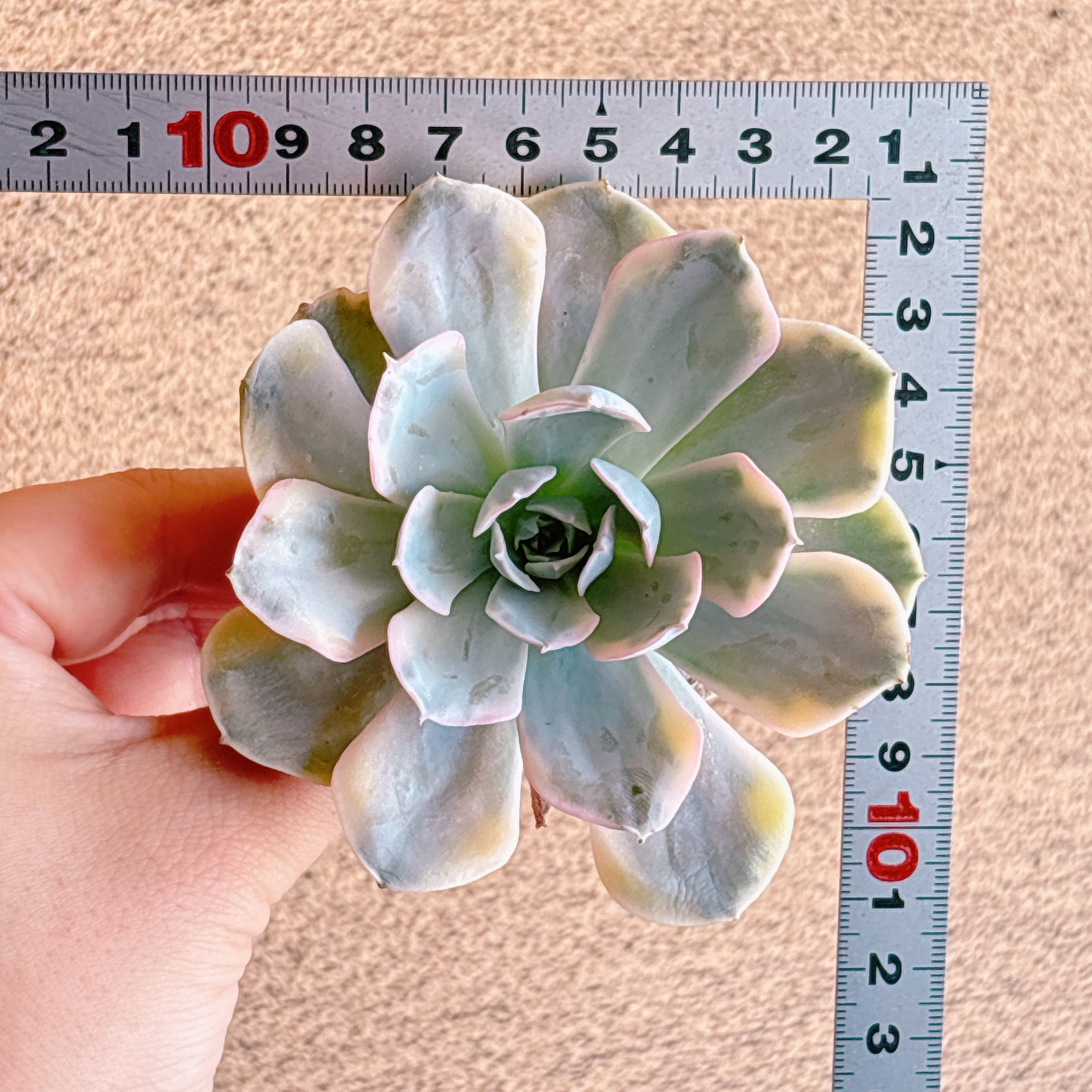 ルンヨニー錦 A品 カット苗 – Bull Succulent