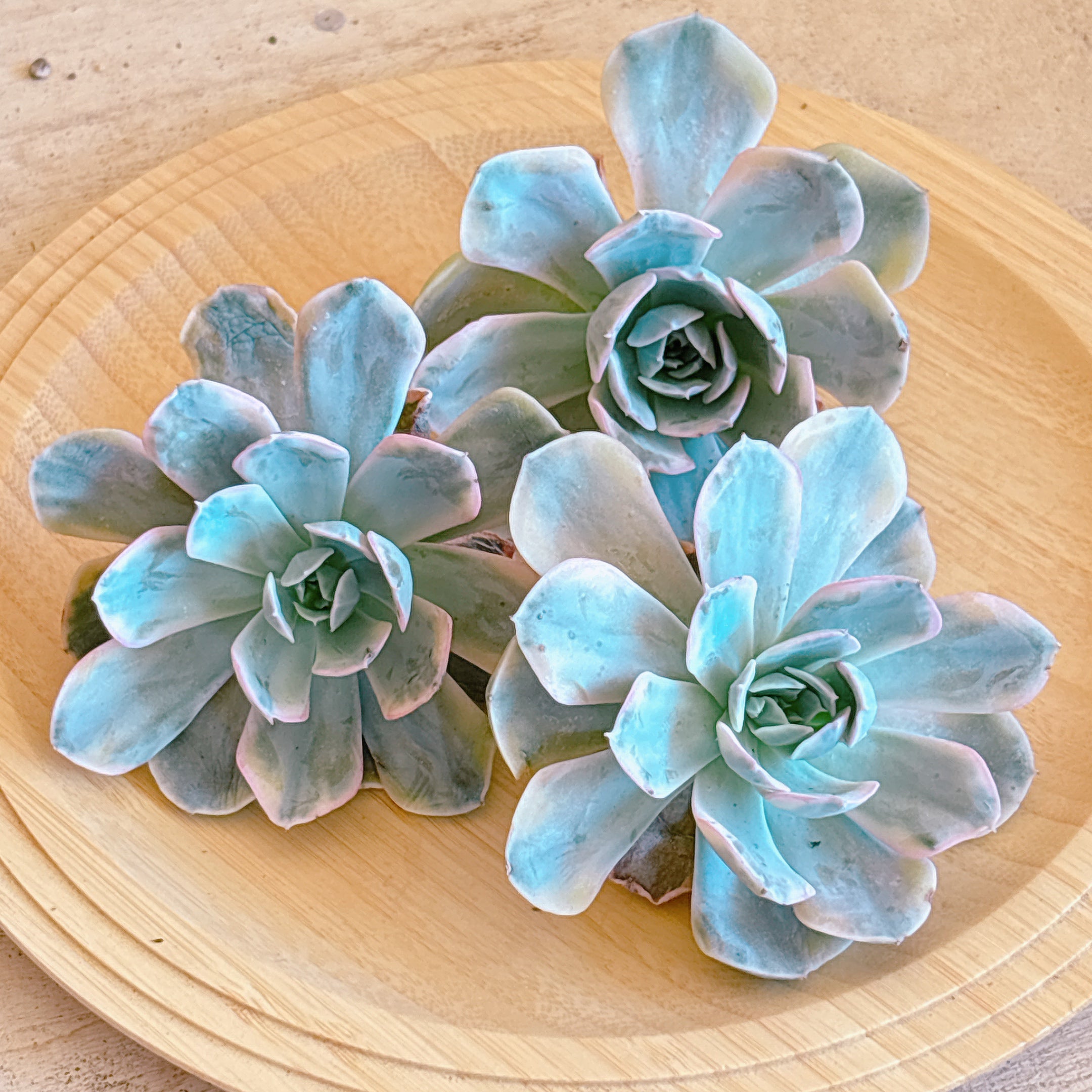 ルンヨニー錦 A品 カット苗 – Bull Succulent