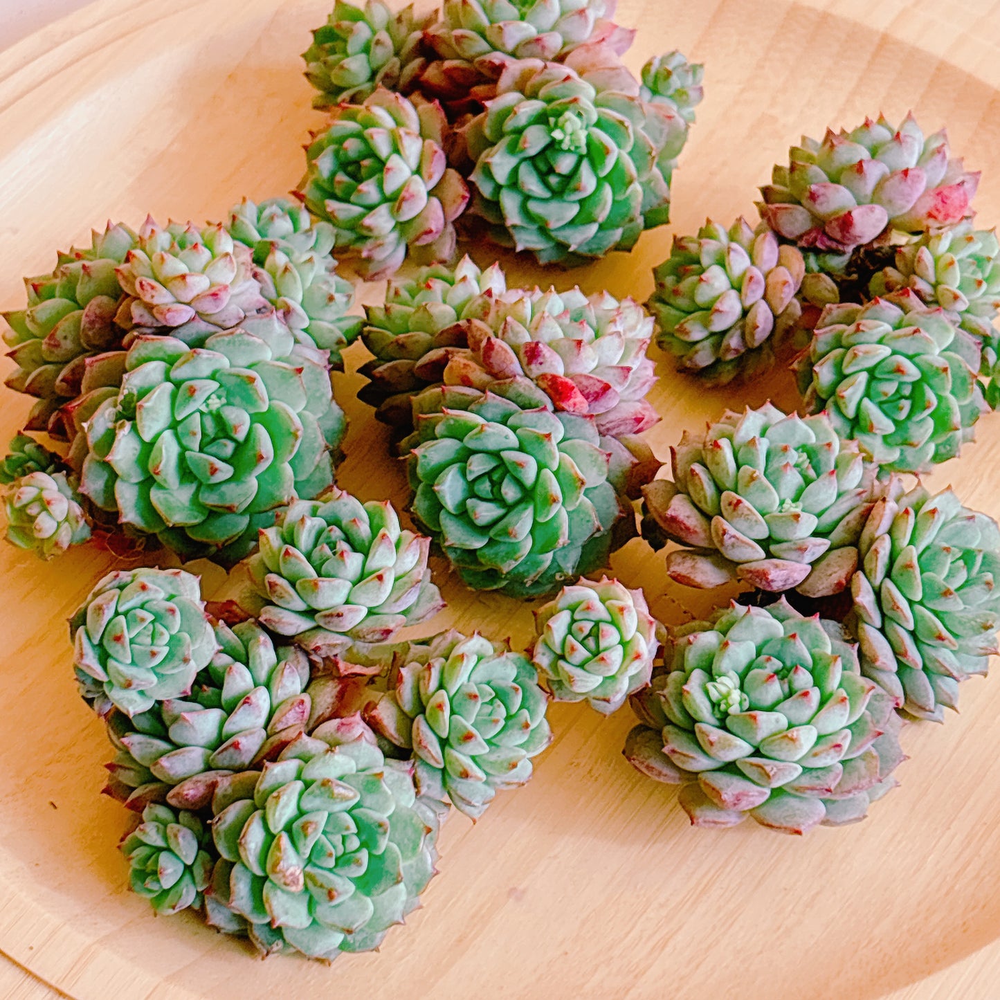 パンダフェイス群生　A品　カット苗