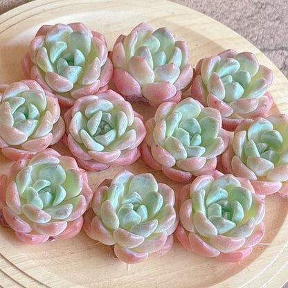 ファンタジー　A品　カット苗