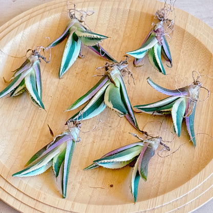 スナグルトゥース　A品　カット苗