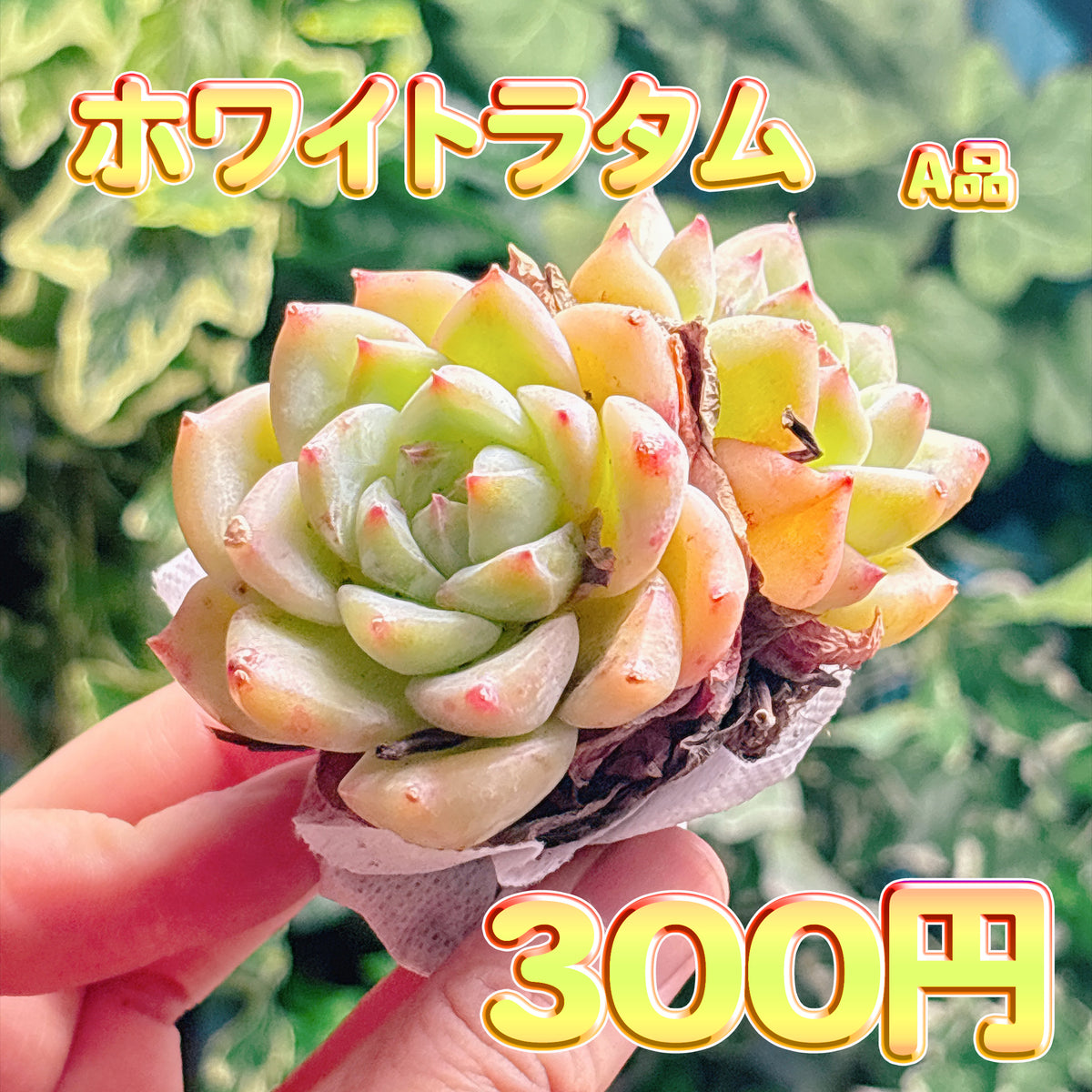 ホワイトラタム　A品　根付き苗