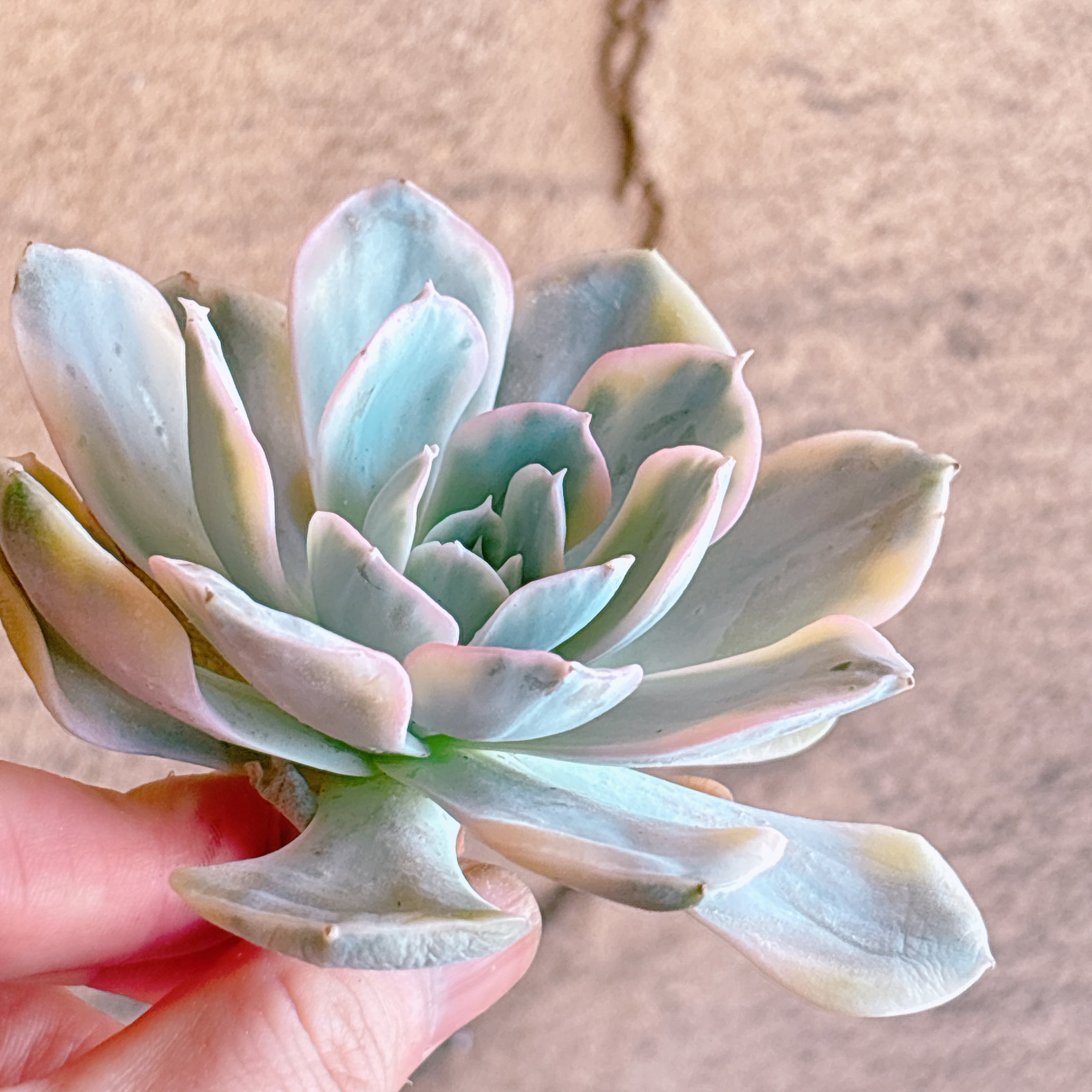 ルンヨニー錦 A品 カット苗 – Bull Succulent