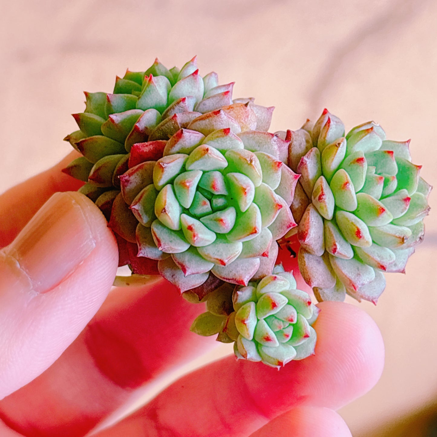 パンダフェイス群生　A品　カット苗