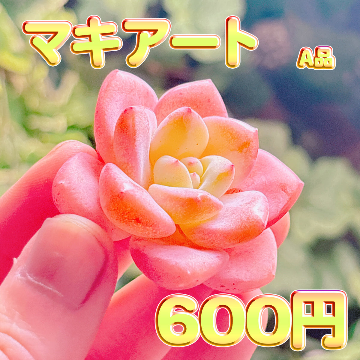 マキアート　A品　カット苗