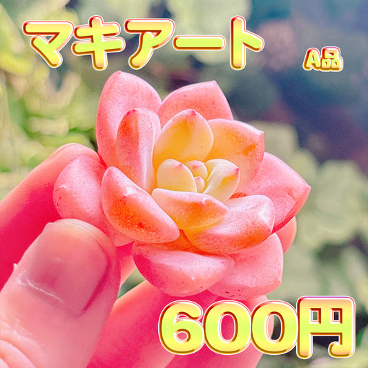 マキアート　A品　カット苗