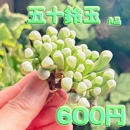 五十鈴玉　A品　カット苗