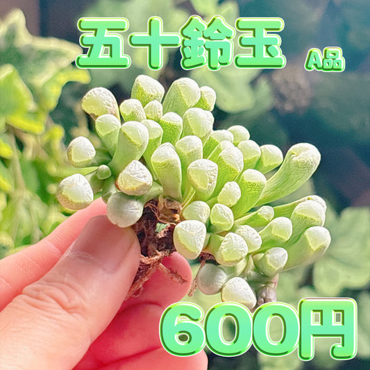 五十鈴玉　A品　カット苗