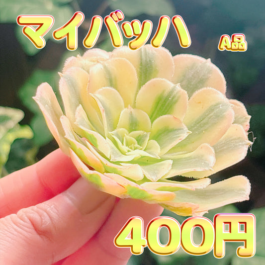 マイバッハ　A品　カット苗