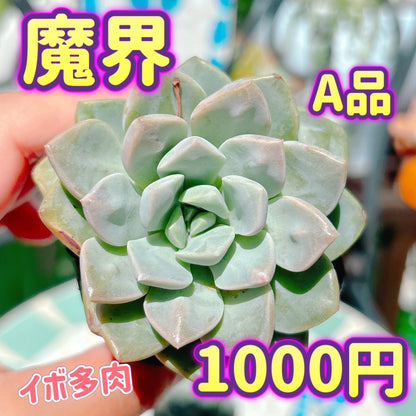魔界　A品
