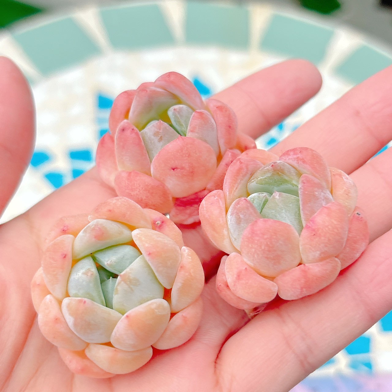 ホワイトダイヤモンド　A品