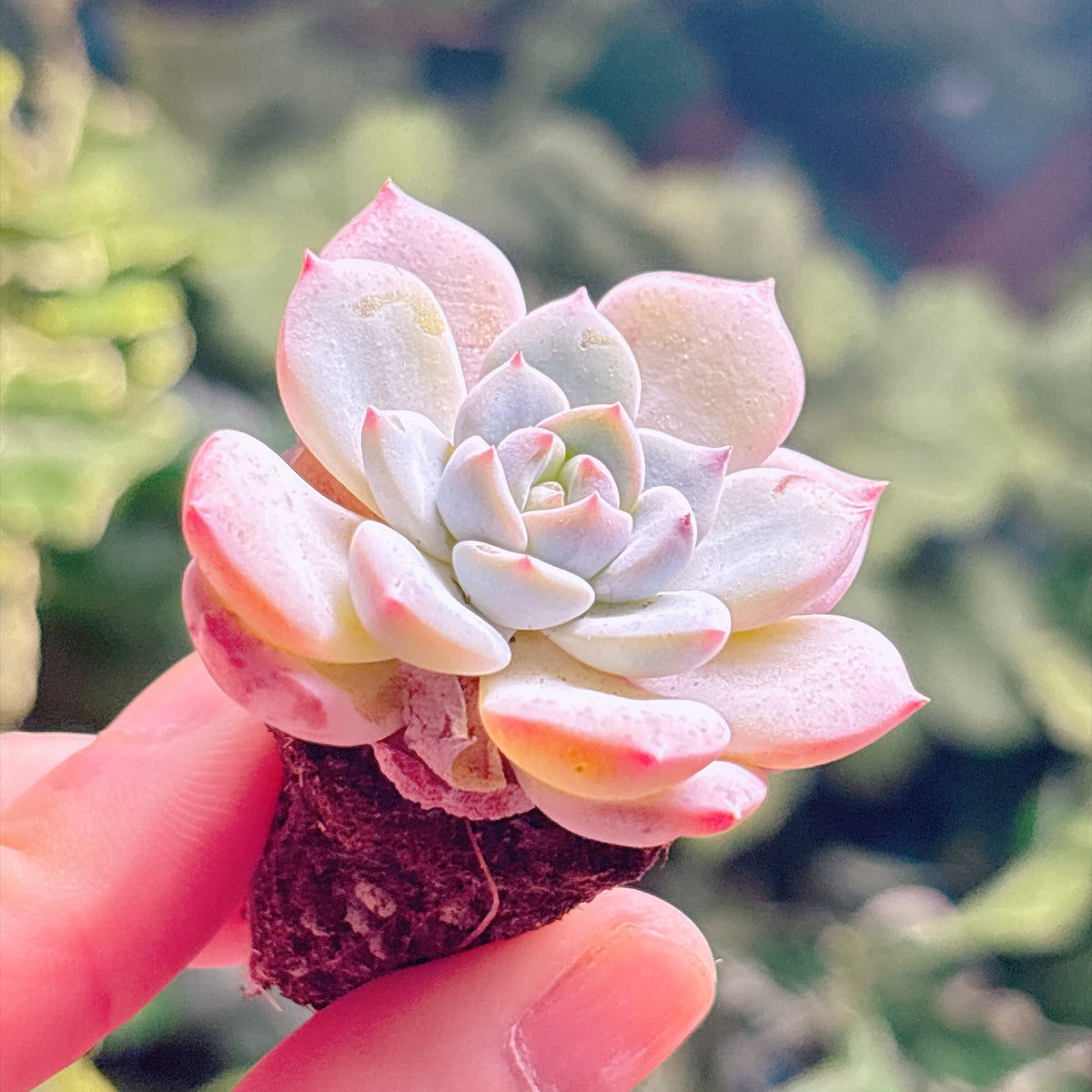 多肉植物