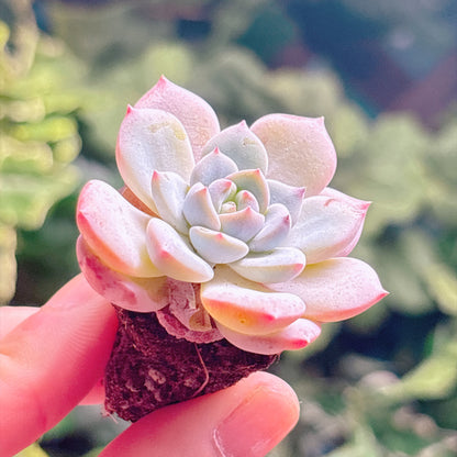 多肉植物