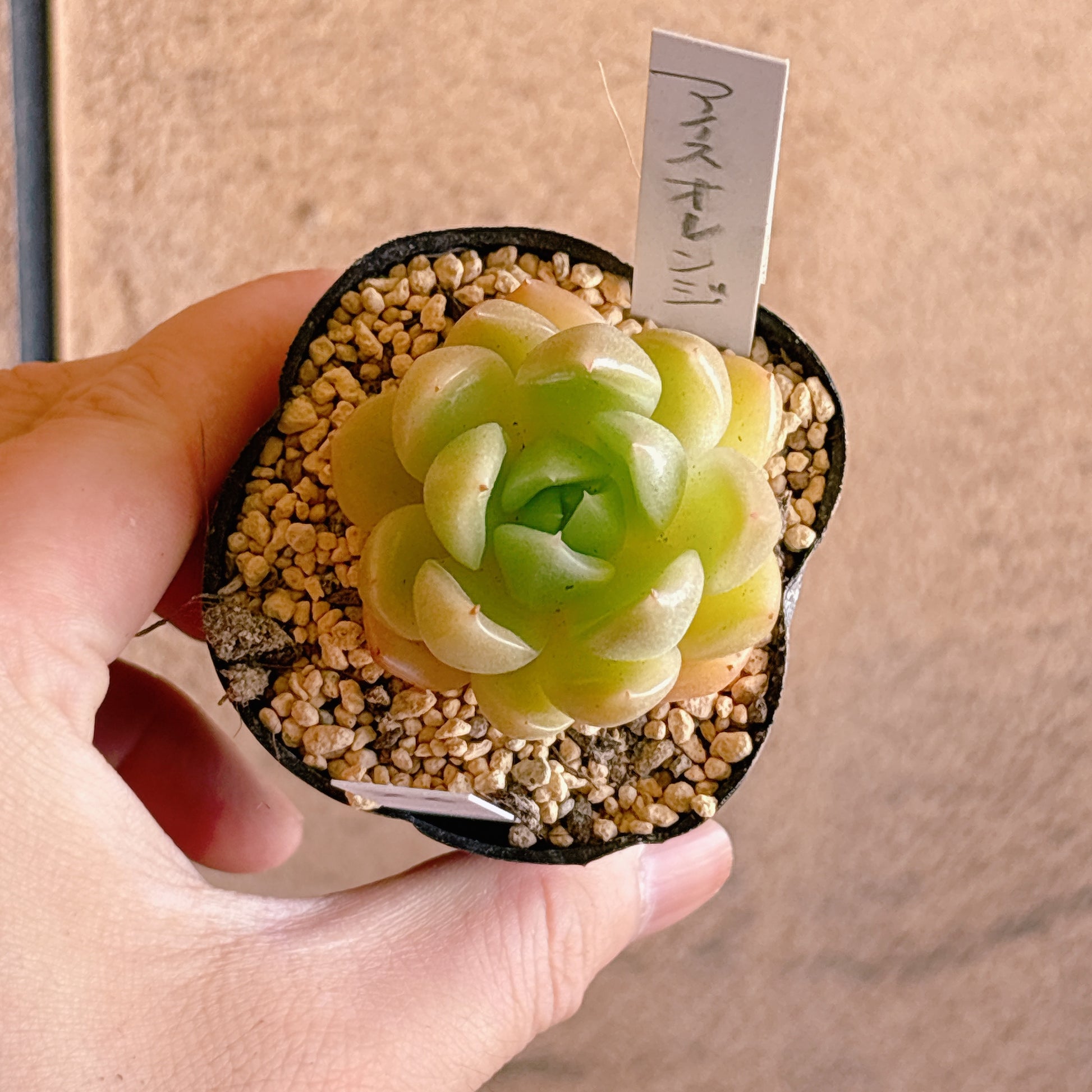 多肉植物