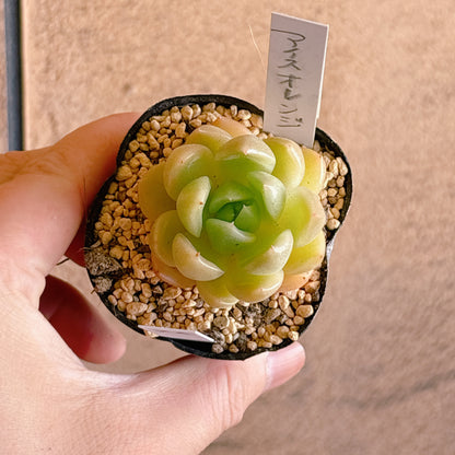 多肉植物