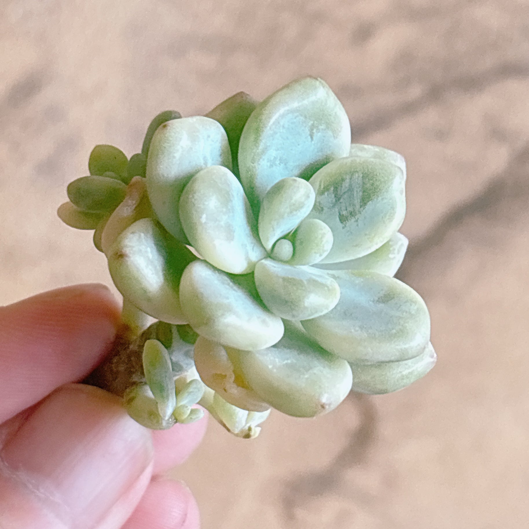 多肉植物