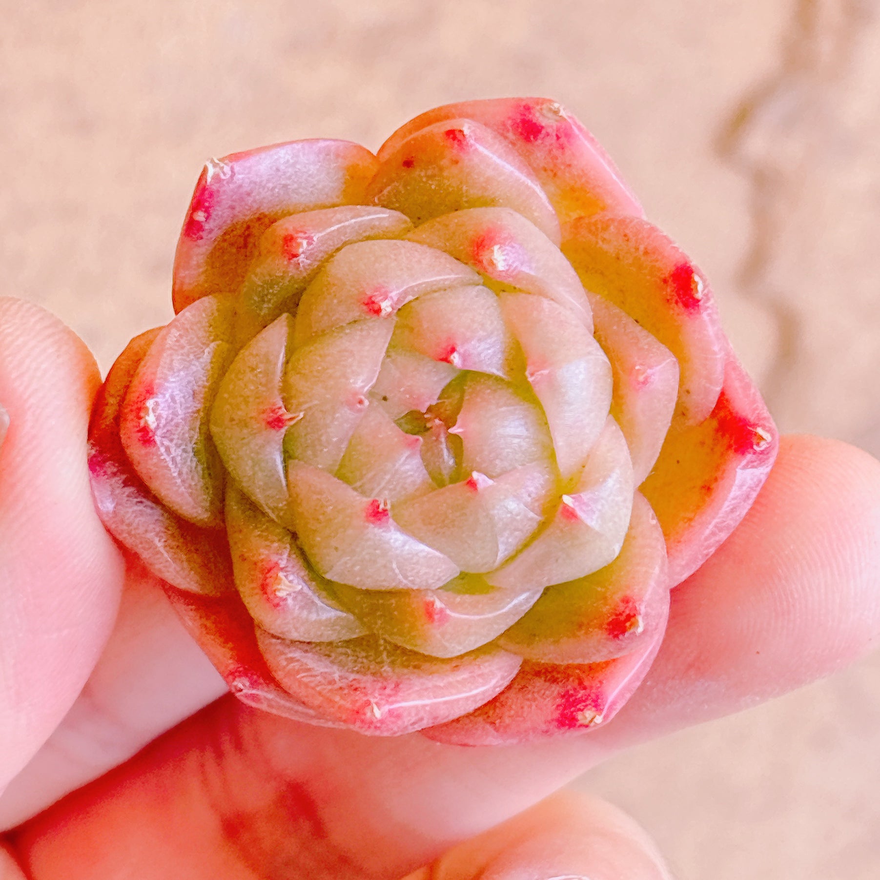 多肉植物