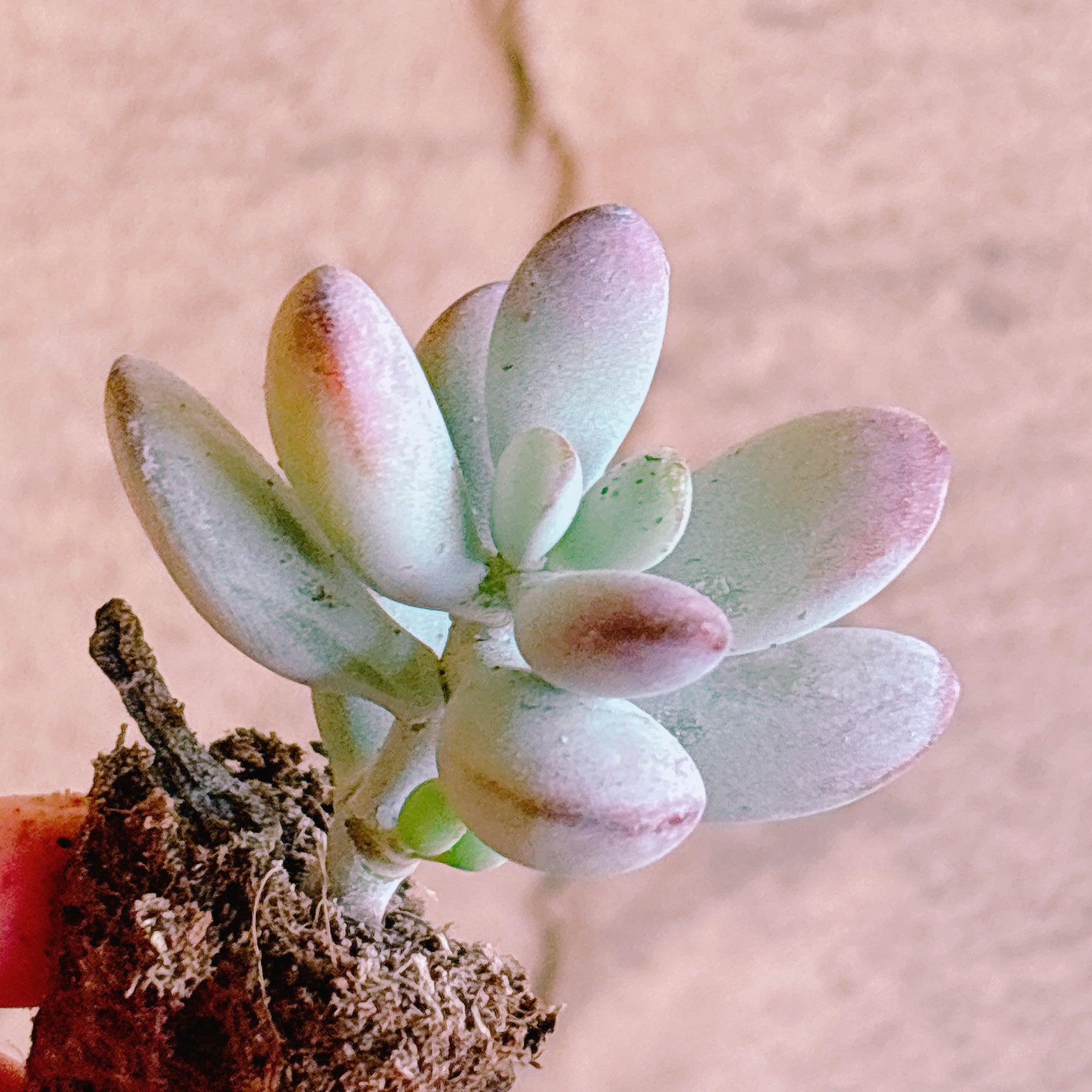 セダム – Bull Succulent
