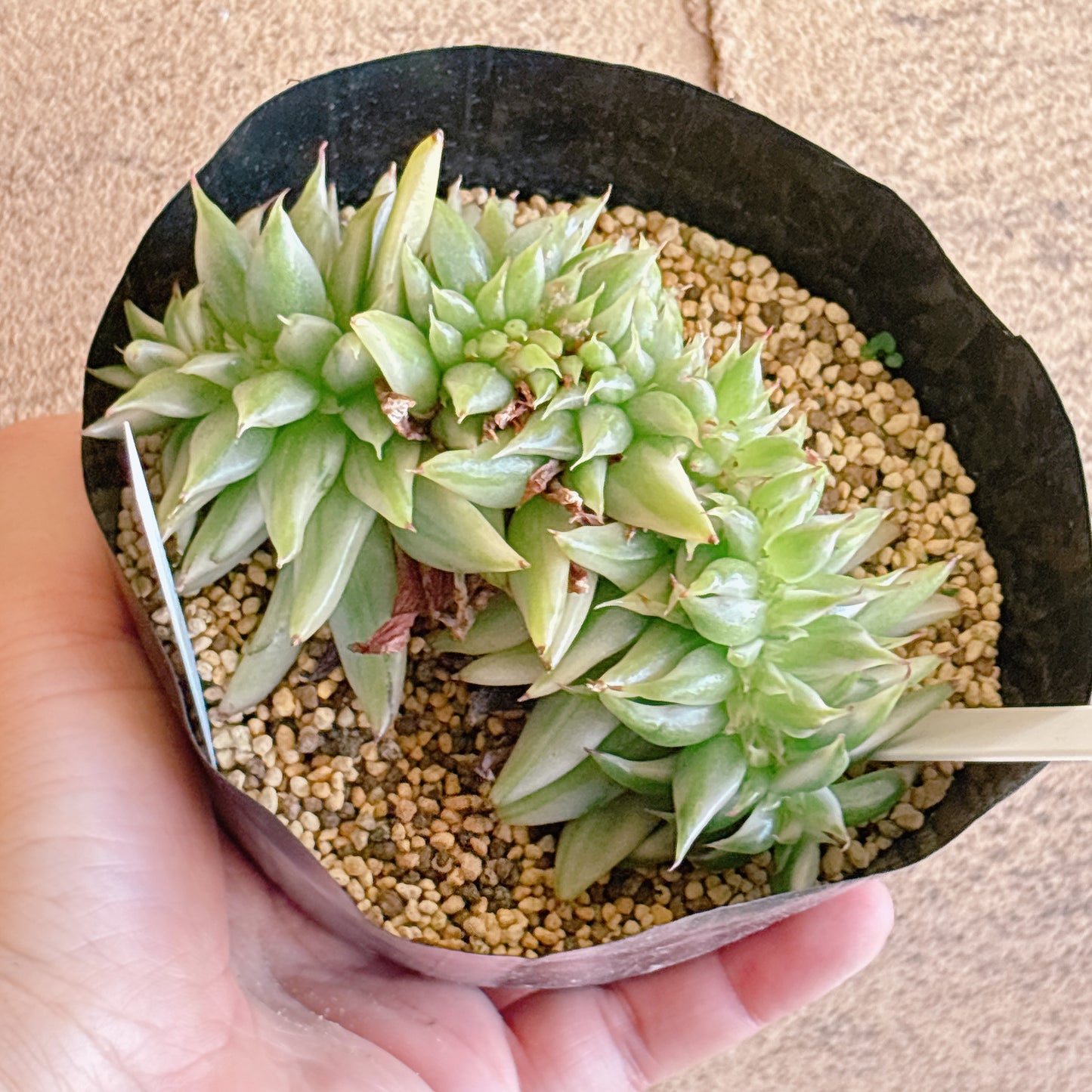 多肉植物