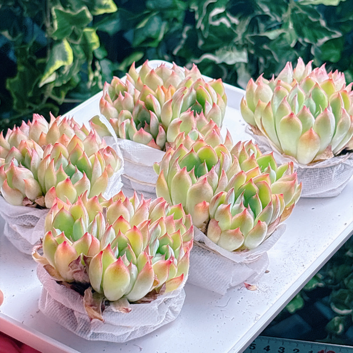 多肉植物