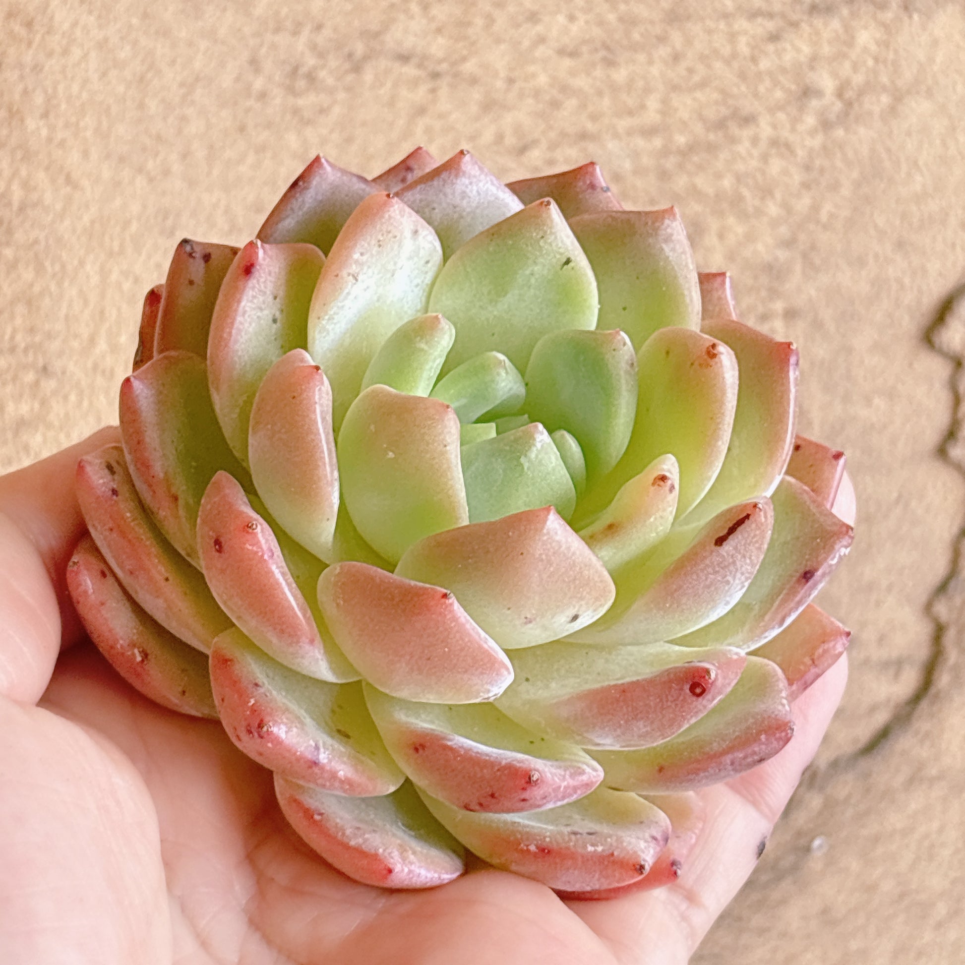 多肉植物