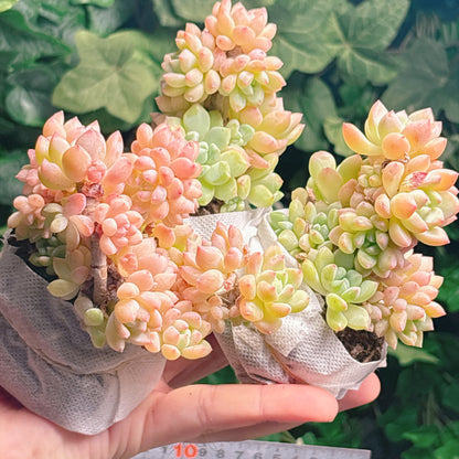 多肉植物