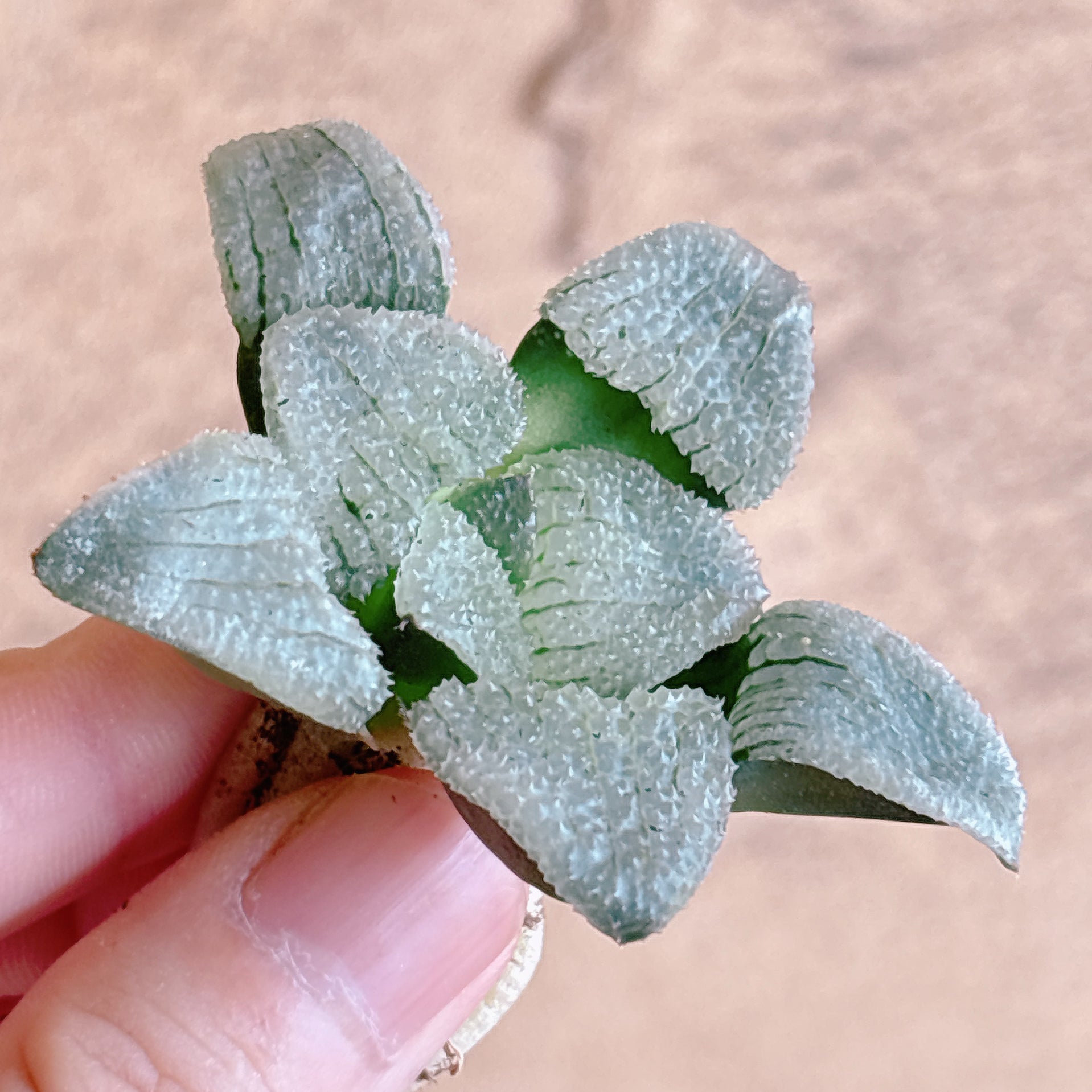 多肉植物