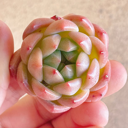 多肉植物