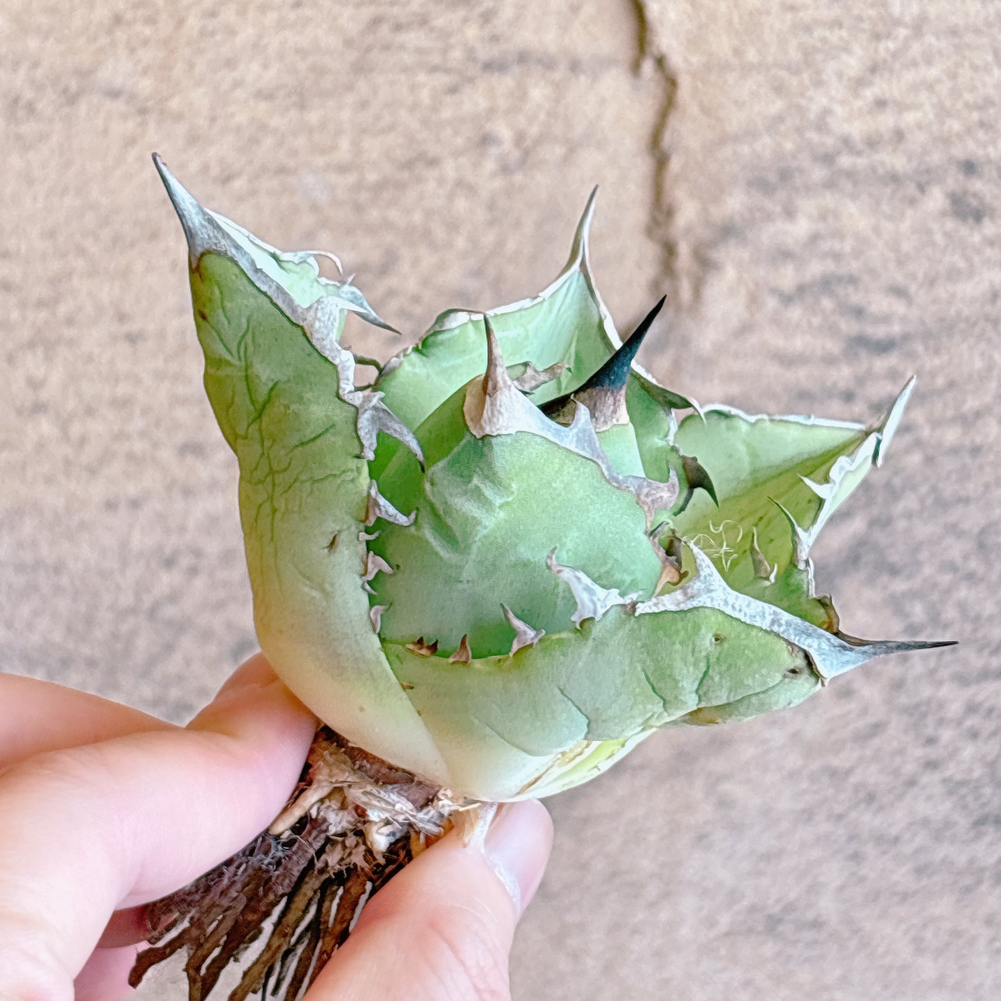 多肉植物