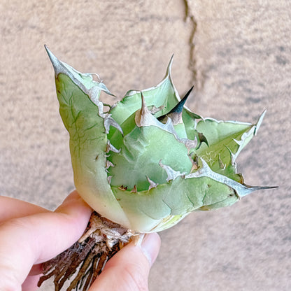 多肉植物