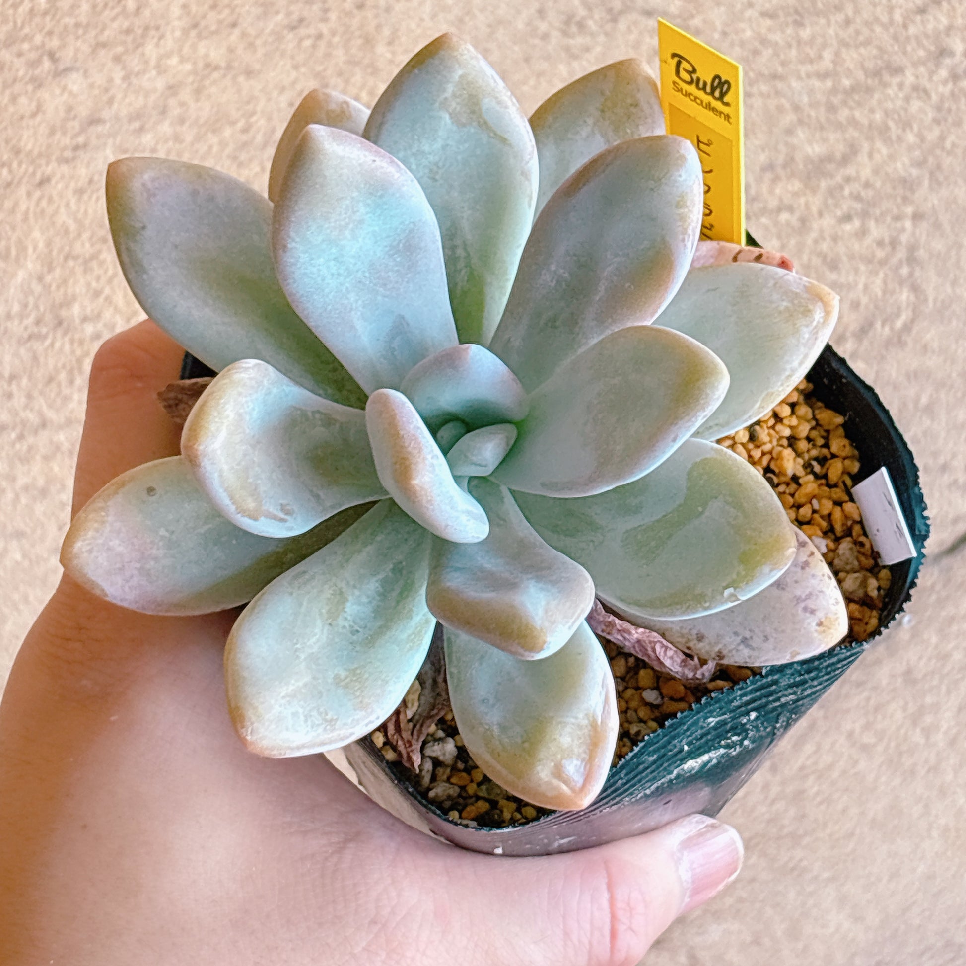 多肉植物