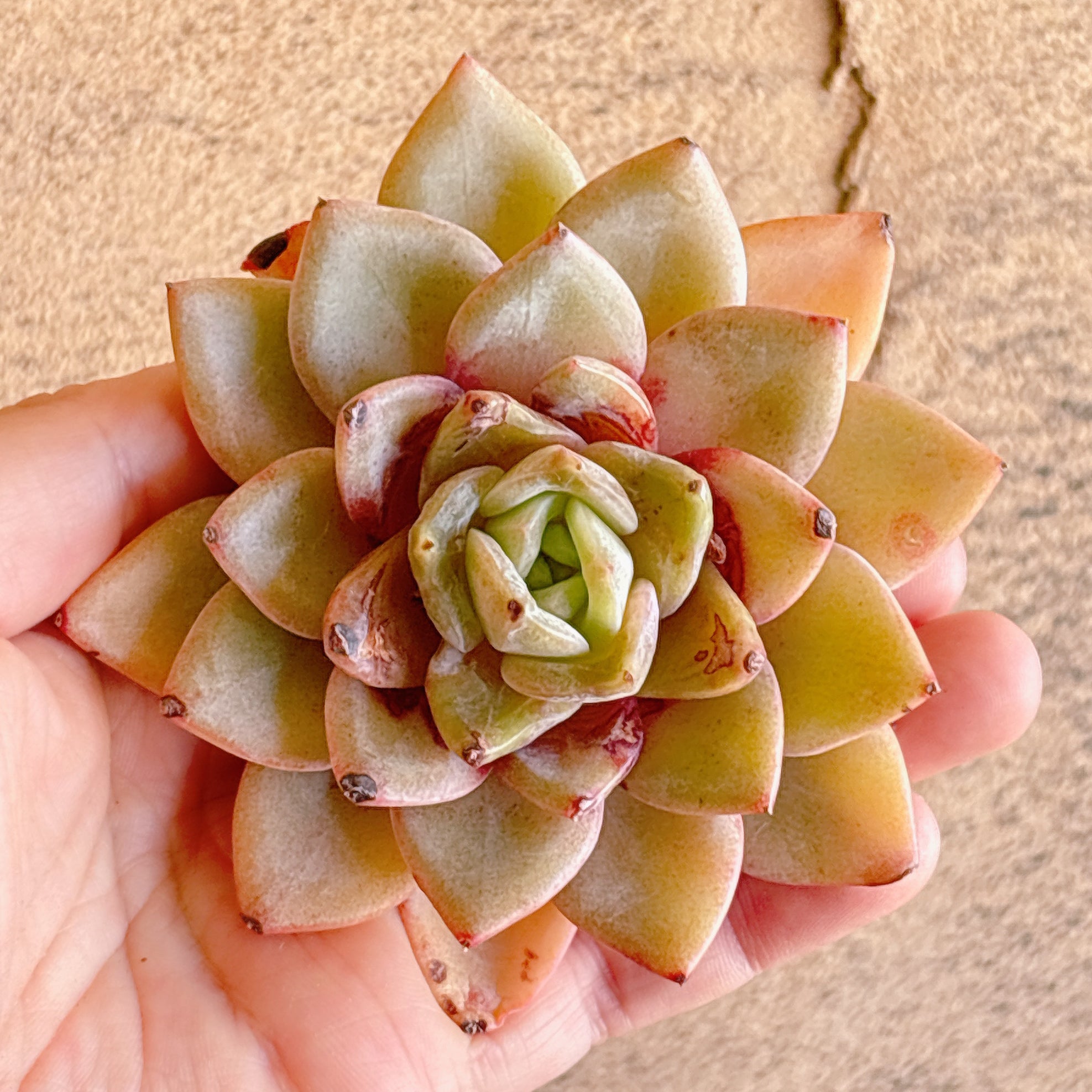 多肉植物の販売・通販サイト | Bull Succulent(ブルサキュレント)