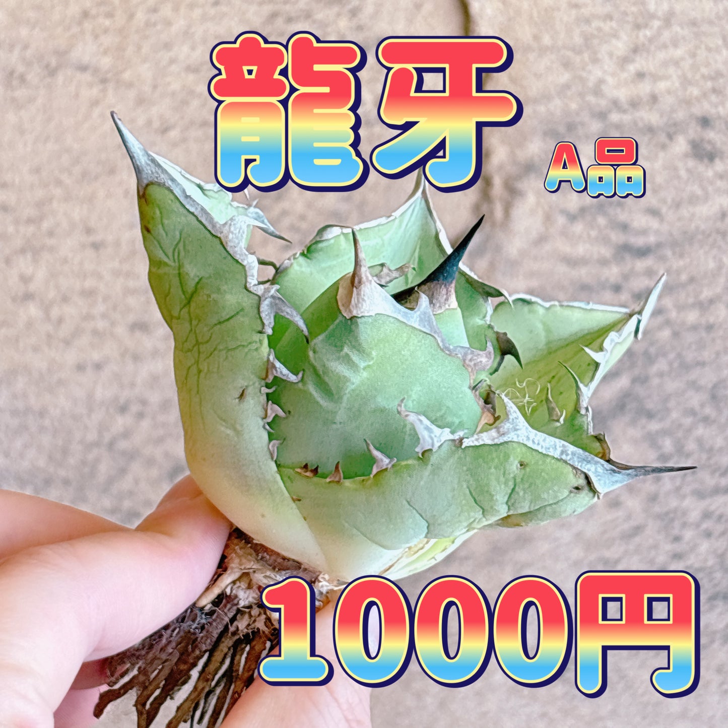 龍牙　A品　カット苗