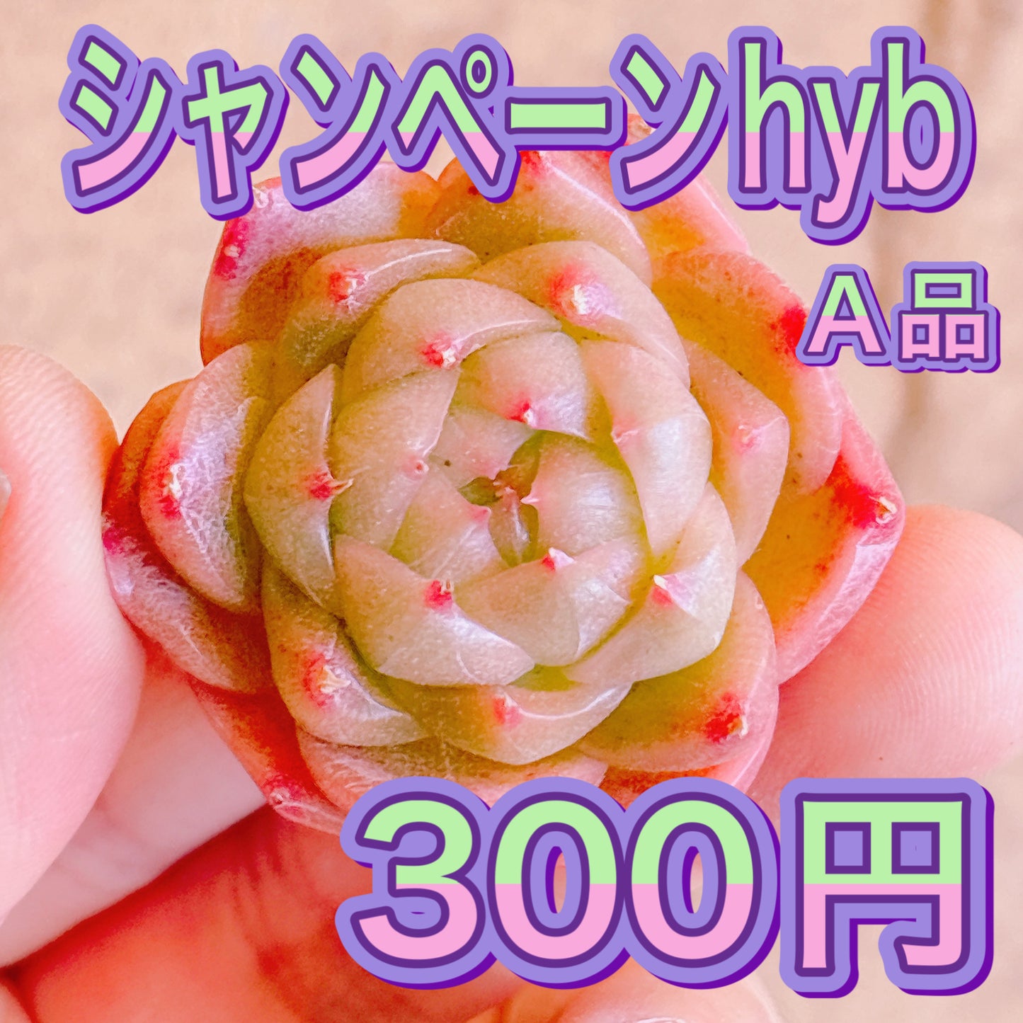 シャンペーンhyb-タイプA　A品　カット苗