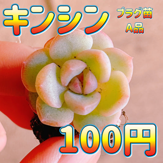 キンシン　A品　プラグ苗