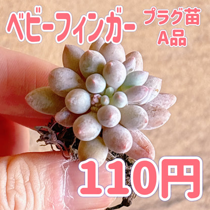 ベビーフィンガー　A品　プラグ苗