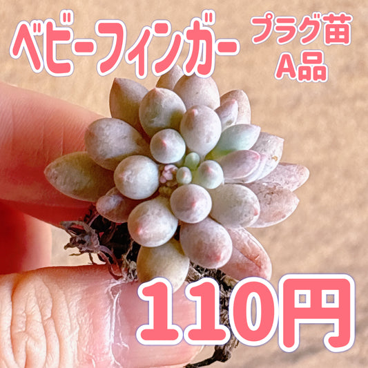 ベビーフィンガー　A品　プラグ苗