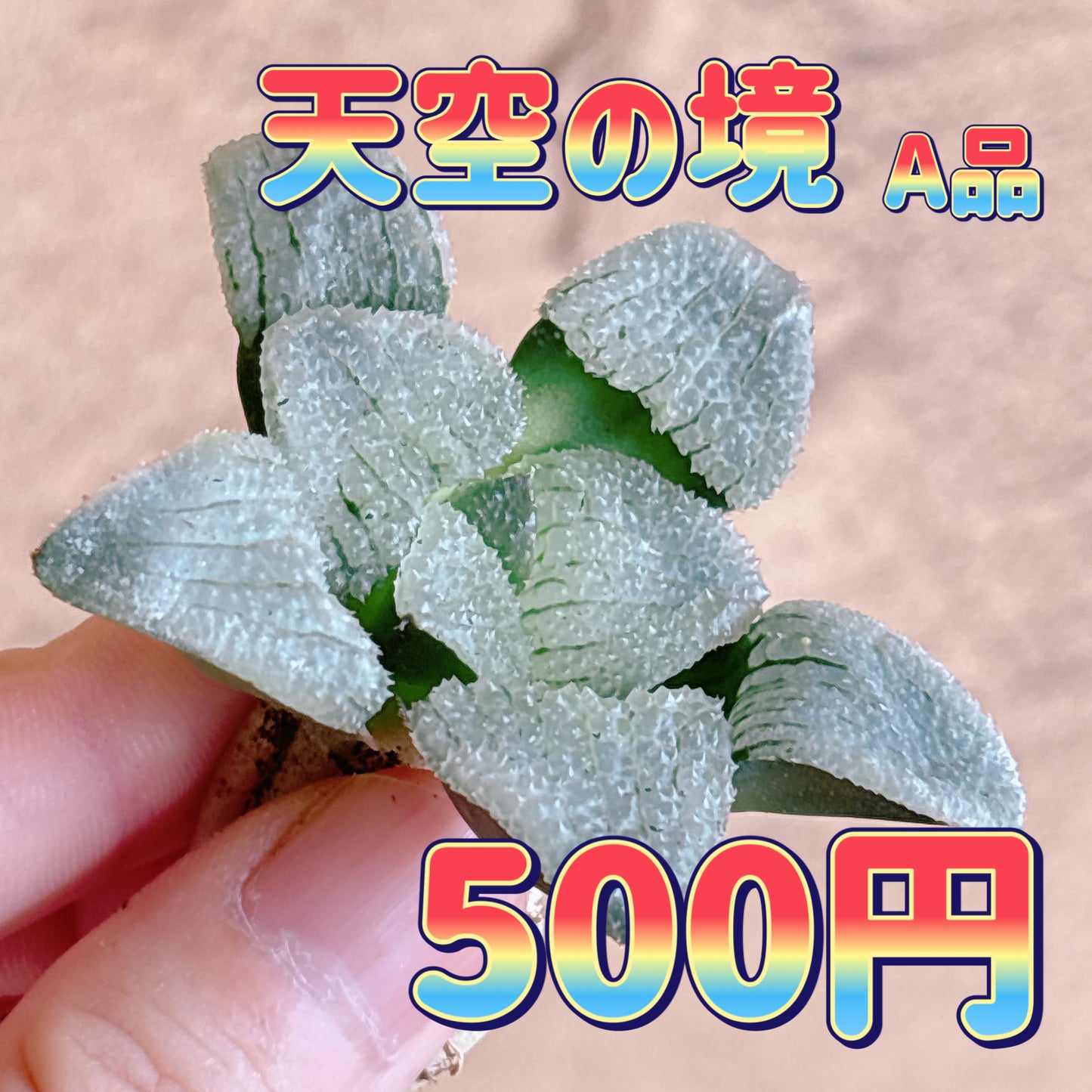 天空の境　A品　カット苗