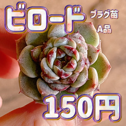 ビロード　A品　プラグ苗