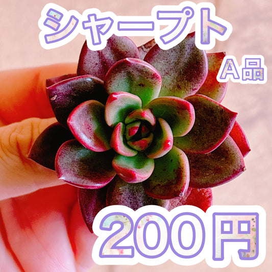 シャープト　A品　カット苗