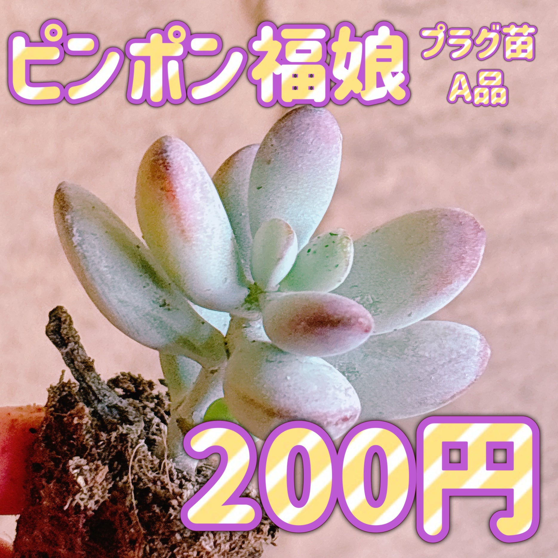 セダム – Bull Succulent