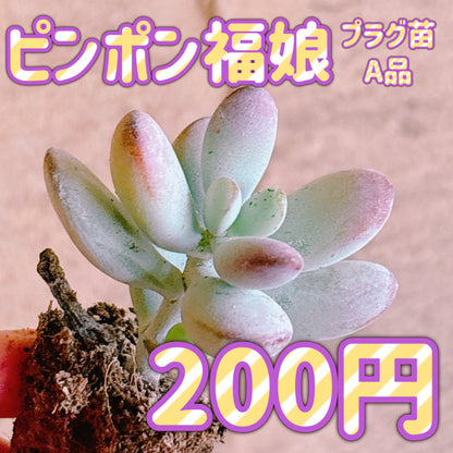 ピンポン福娘　A品　プラグ苗