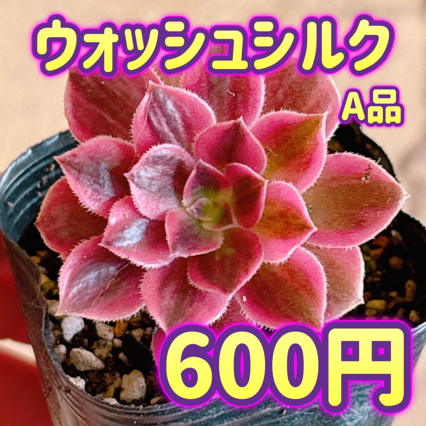 ウォッシュシルク　A品　根付き苗